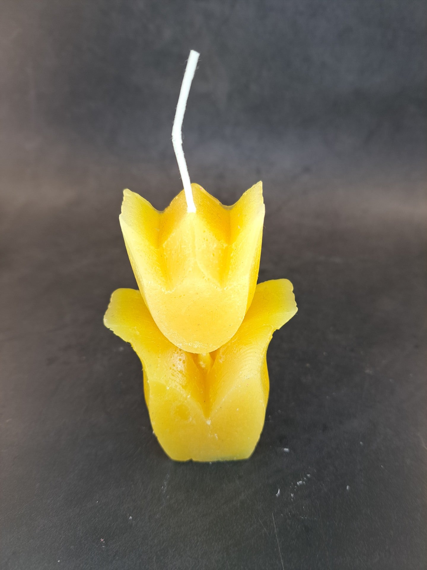 Tulpen
