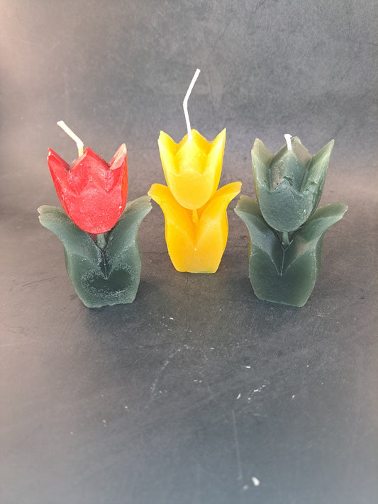 Tulpen