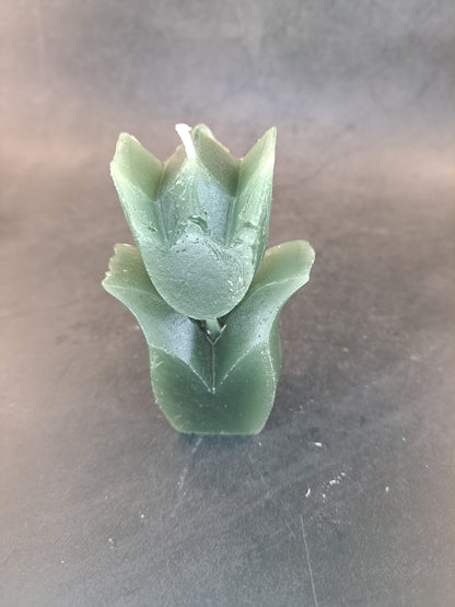 Tulpen