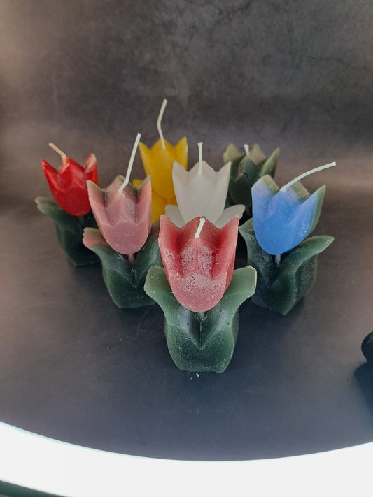 Tulpen zet